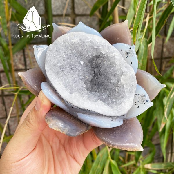 divinelotusdruzyagate