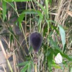 conlacteardrop10