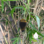 conlacteardrop14