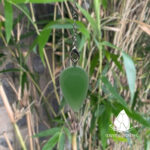 conlacteardrop16