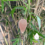 conlacteardrop18