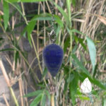 conlacteardrop4