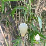 conlacteardrop6