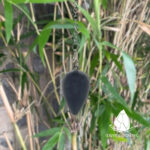 conlacteardrop8