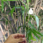 nhangthom4