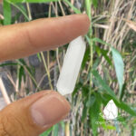 trudahaidauclearquartz1