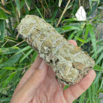 mugwort3